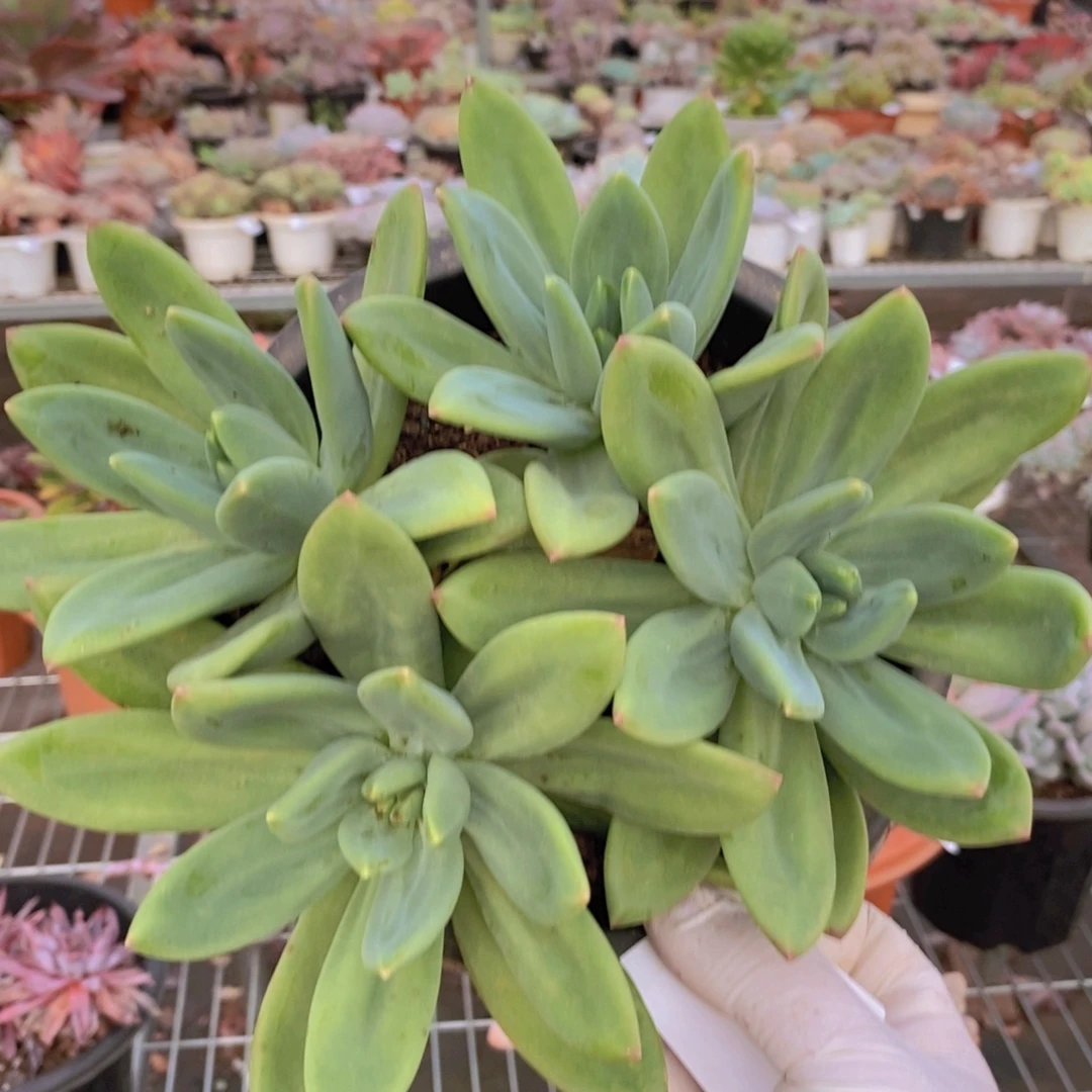 7422海洋之歌一物一拍