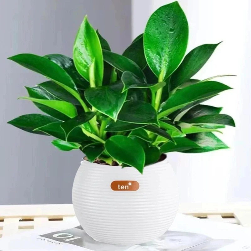 基地直发盆栽球盆金钻水培金钻两旁绿植四季常青办公室两旁绿植