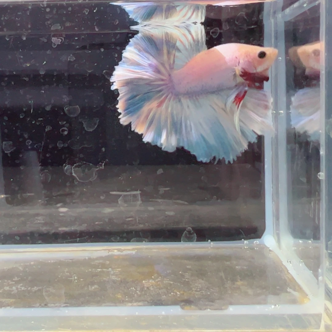 斗鱼浅色特殊尾hhhh
