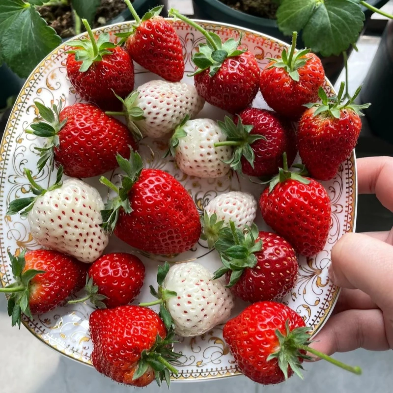 盆栽草莓秧苗奶油红颜章姬红白粉黑草莓苗阳台庭院楼顶菜园种植苗