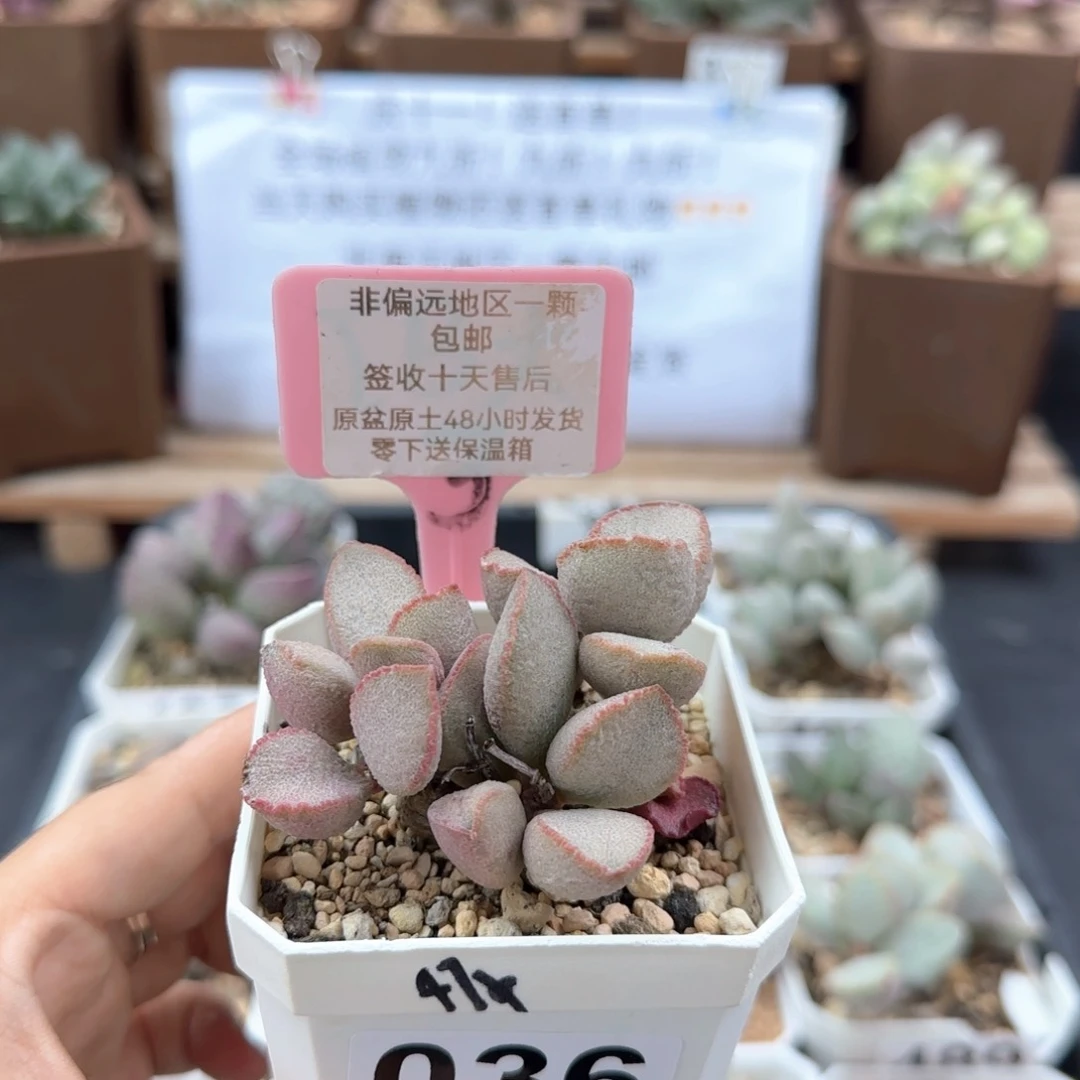 036妖姬多肉植物微瑕