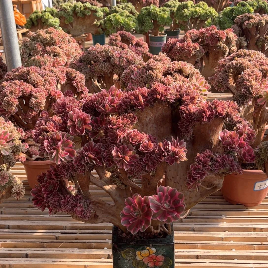 粉女郎朵朵大板精品