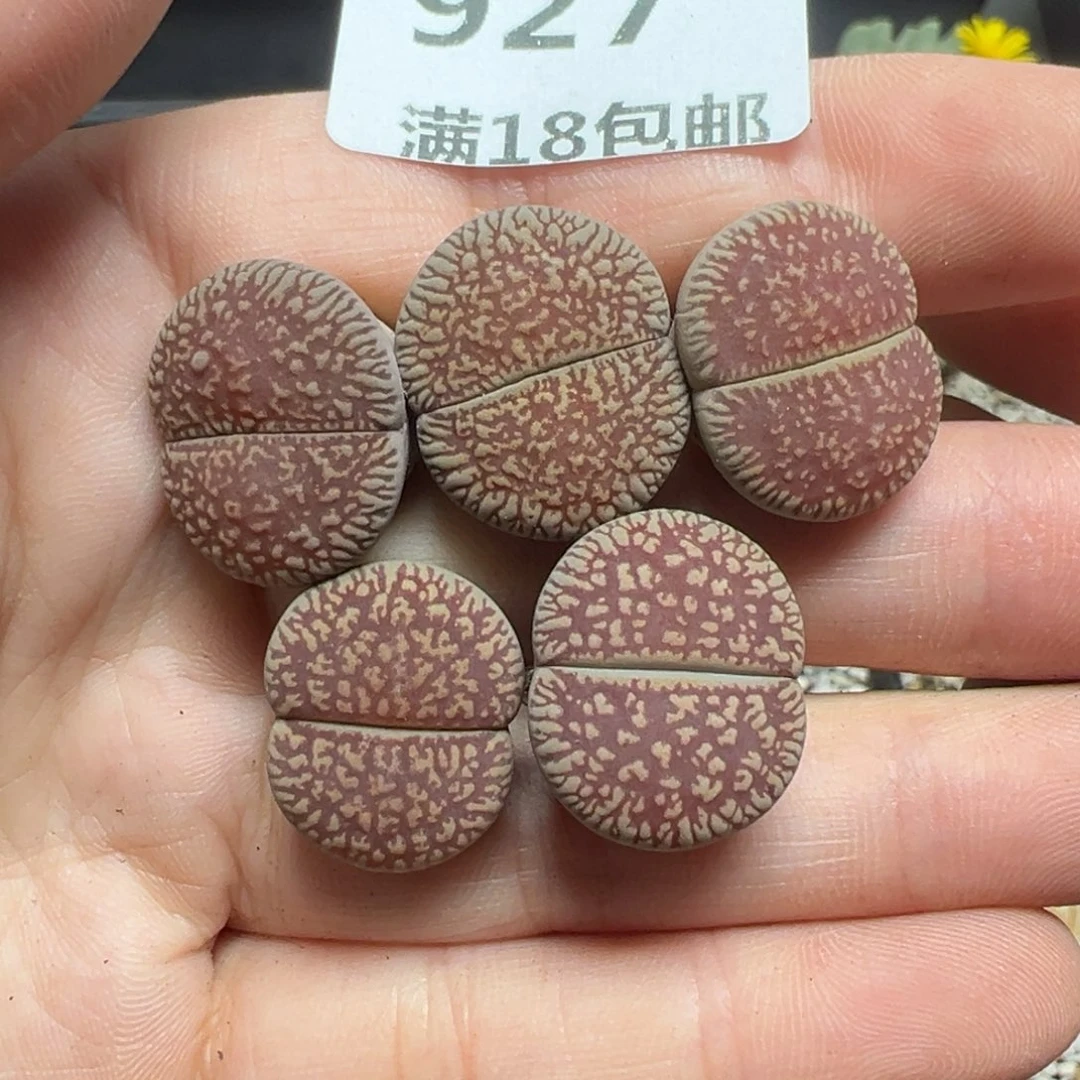 【闪购商品】927……
