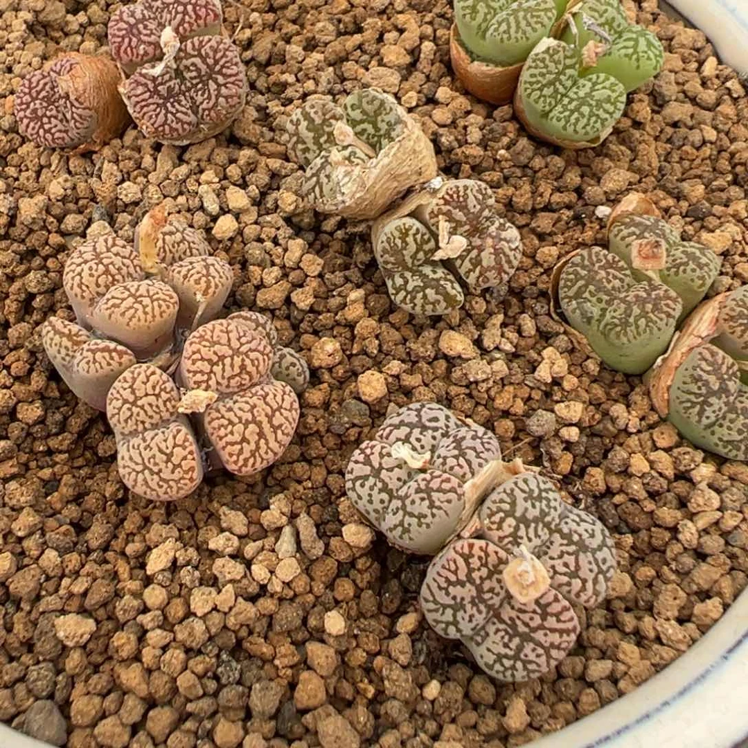 20-53量拍温的哈克勋章一颗