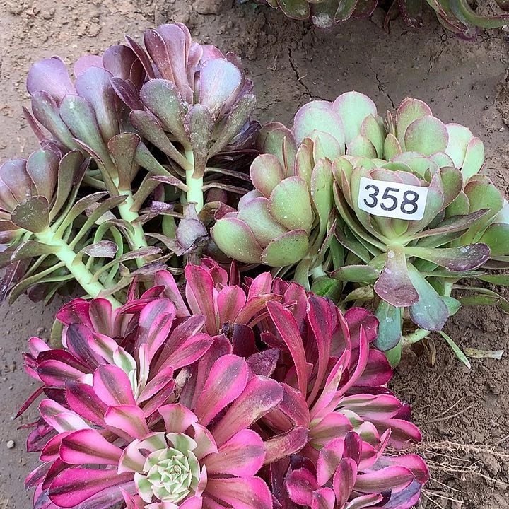 无花朵358三颗多肉植物组合2