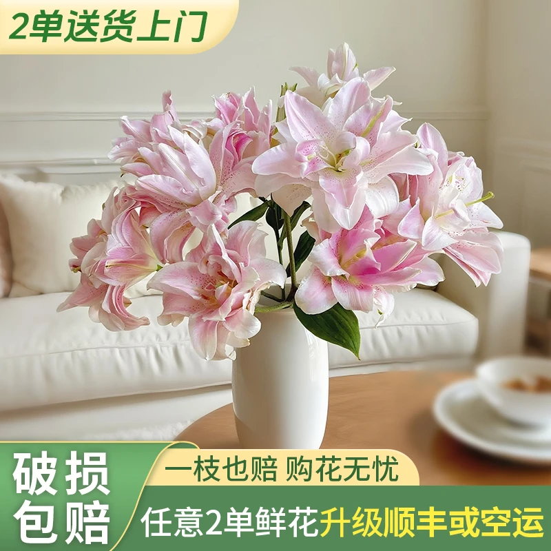【源头优选】魔法公主重瓣百合 任意2单升级快递 发货后不支持退款