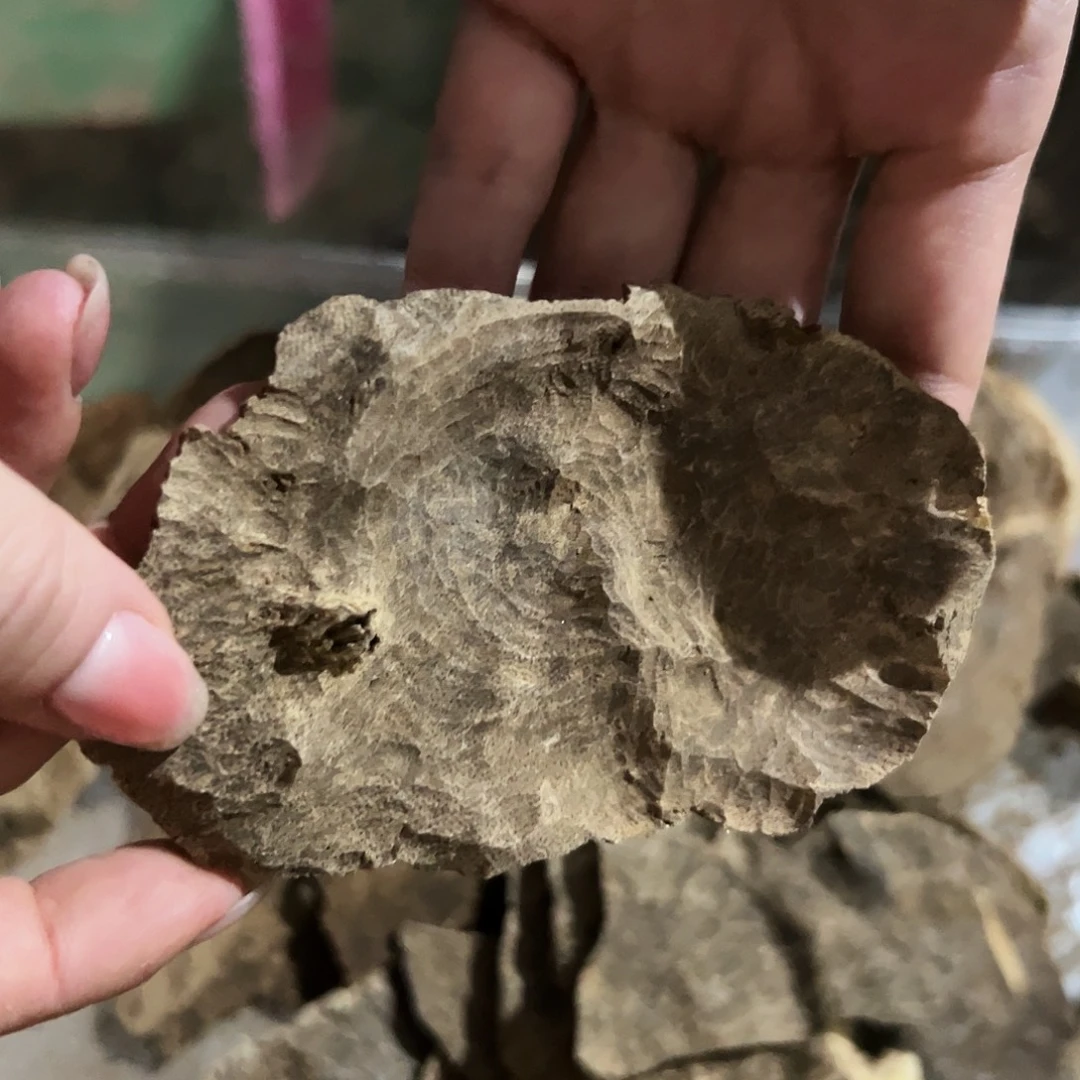 海南老顶版头10克