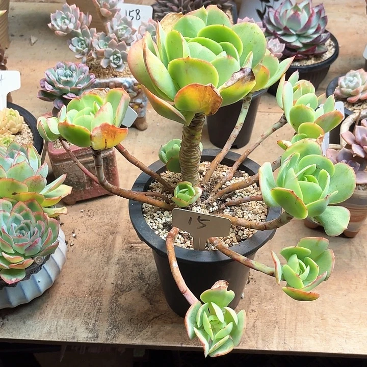 多肉植物，鸡蛋碧桃15号