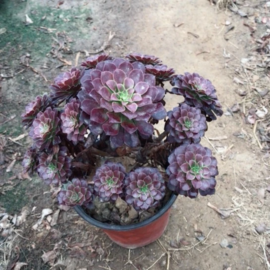 樱****黑铜法师多肉植物17