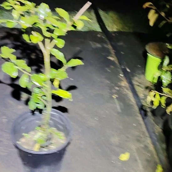 完全开放逸园红金弹子