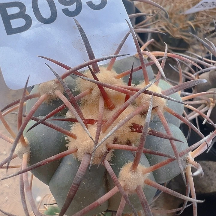 花王。自根。