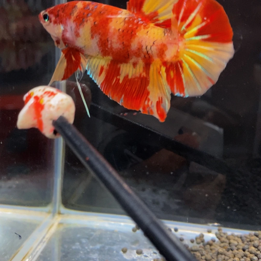 斗鱼433巨斗11111