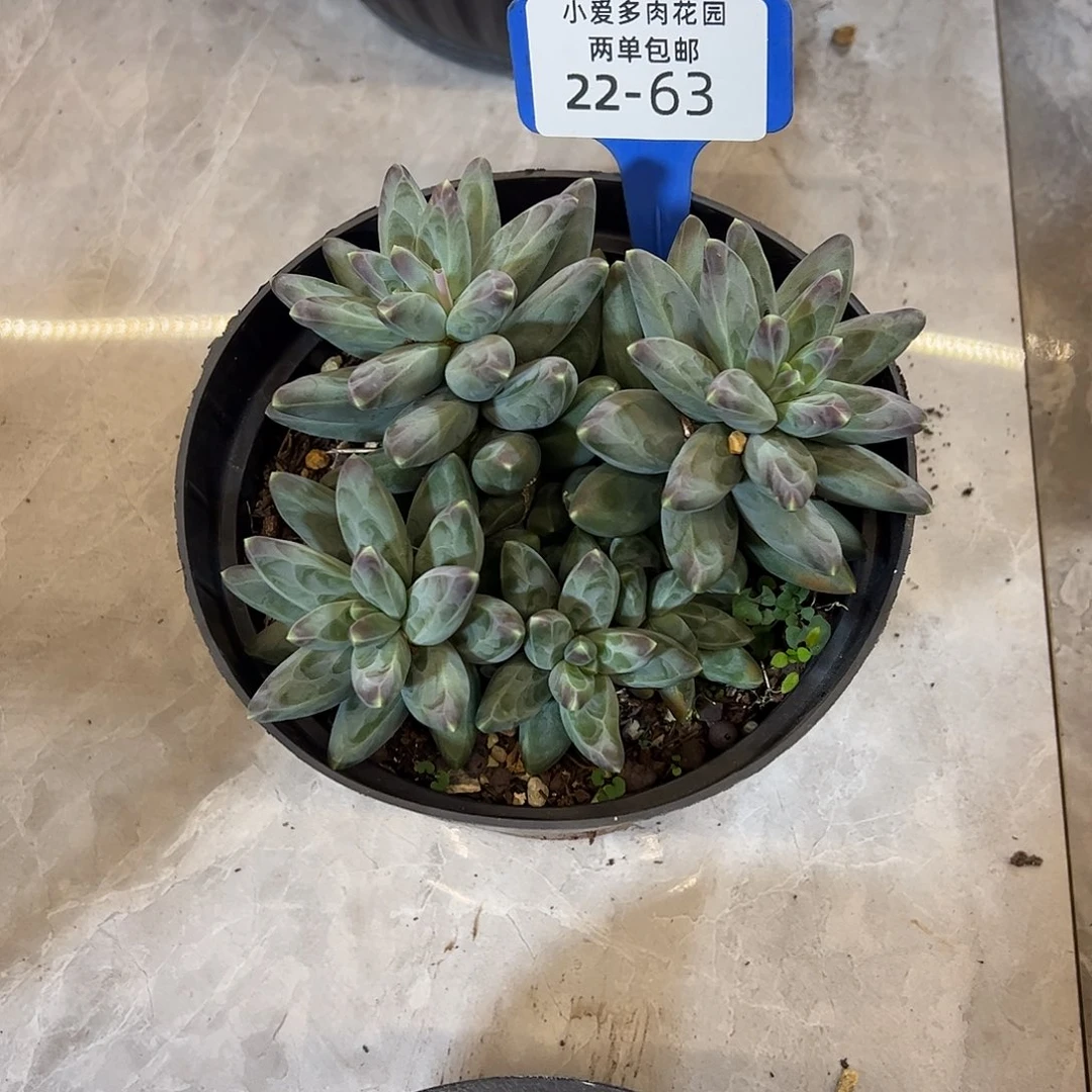 包***子多肉植物组合盆栽63