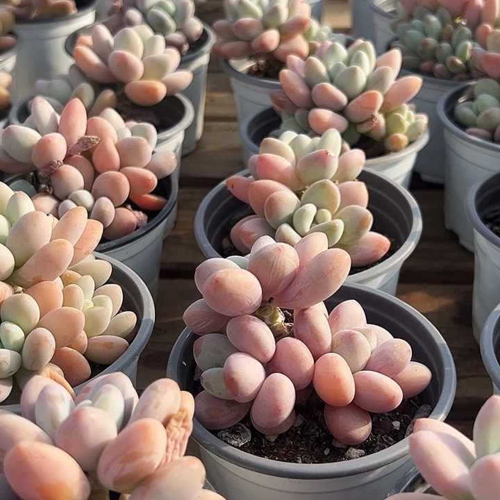 团 019       红洛神