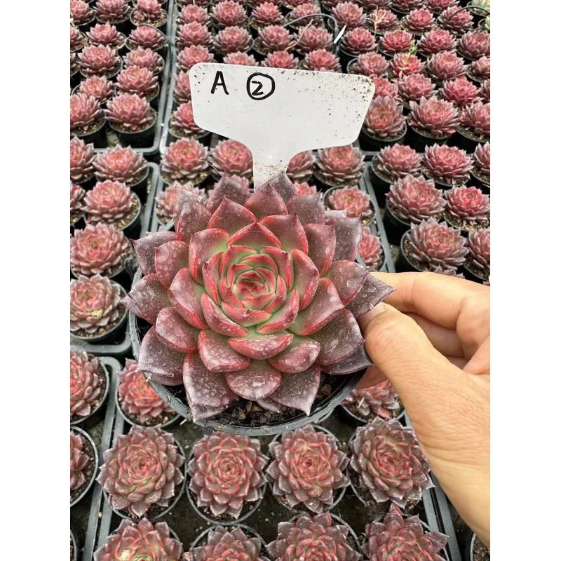 90#鹊桥多肉植物  前男友精品多肉 A②