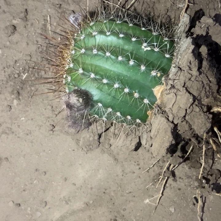 忠**见清清温淳根带花瑕疵29