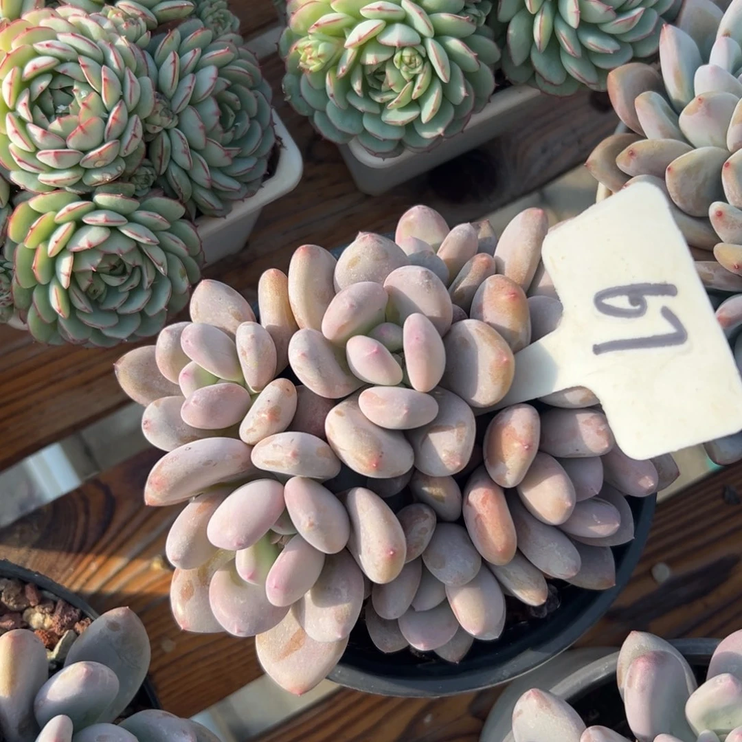 如**—多肉植物一物一拍