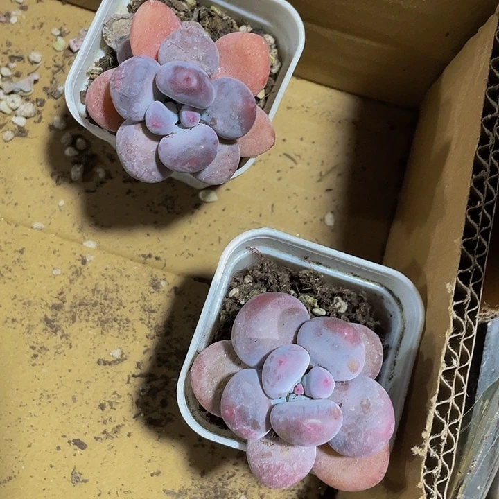 紫奶6.8带盆土发货