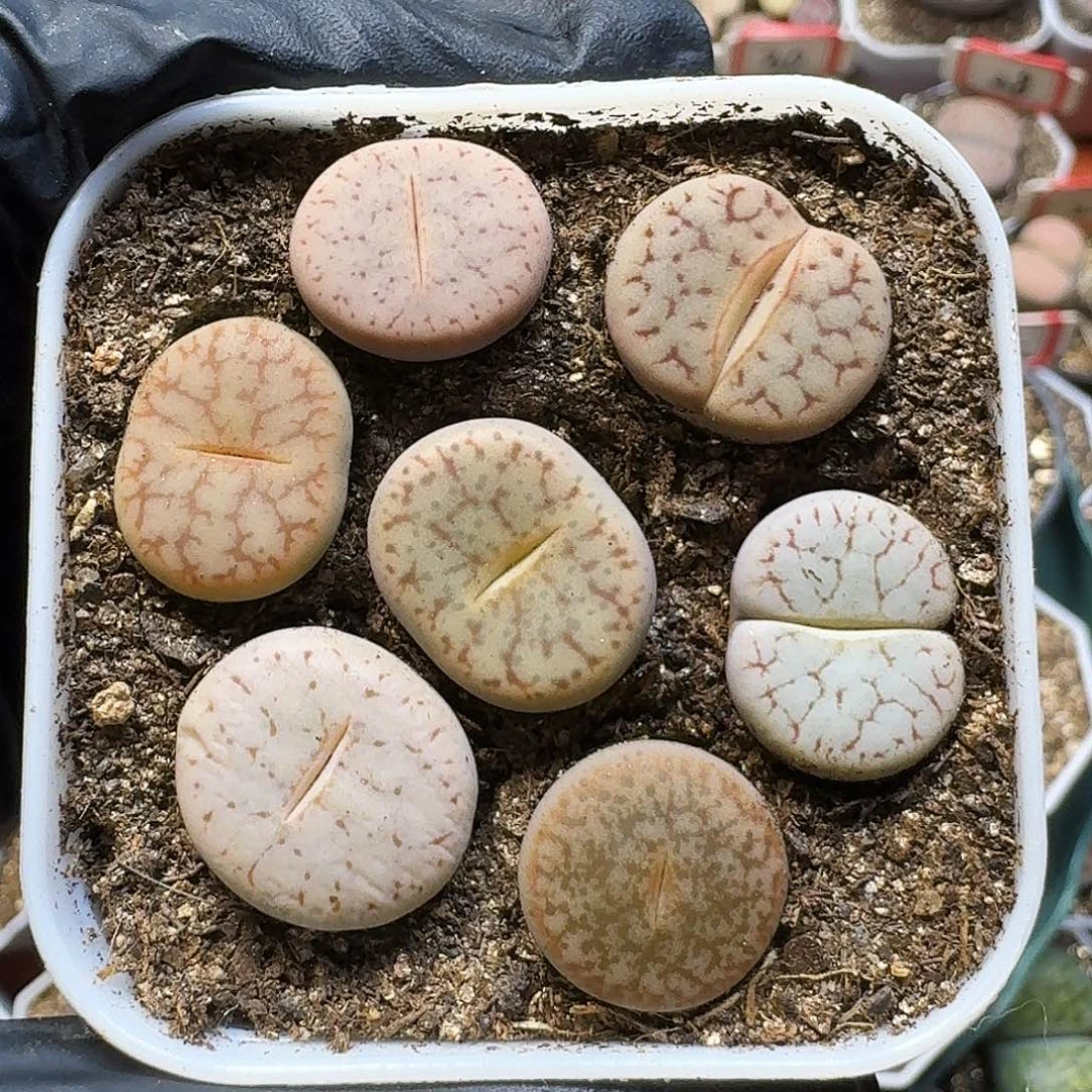 生石花111111。  160