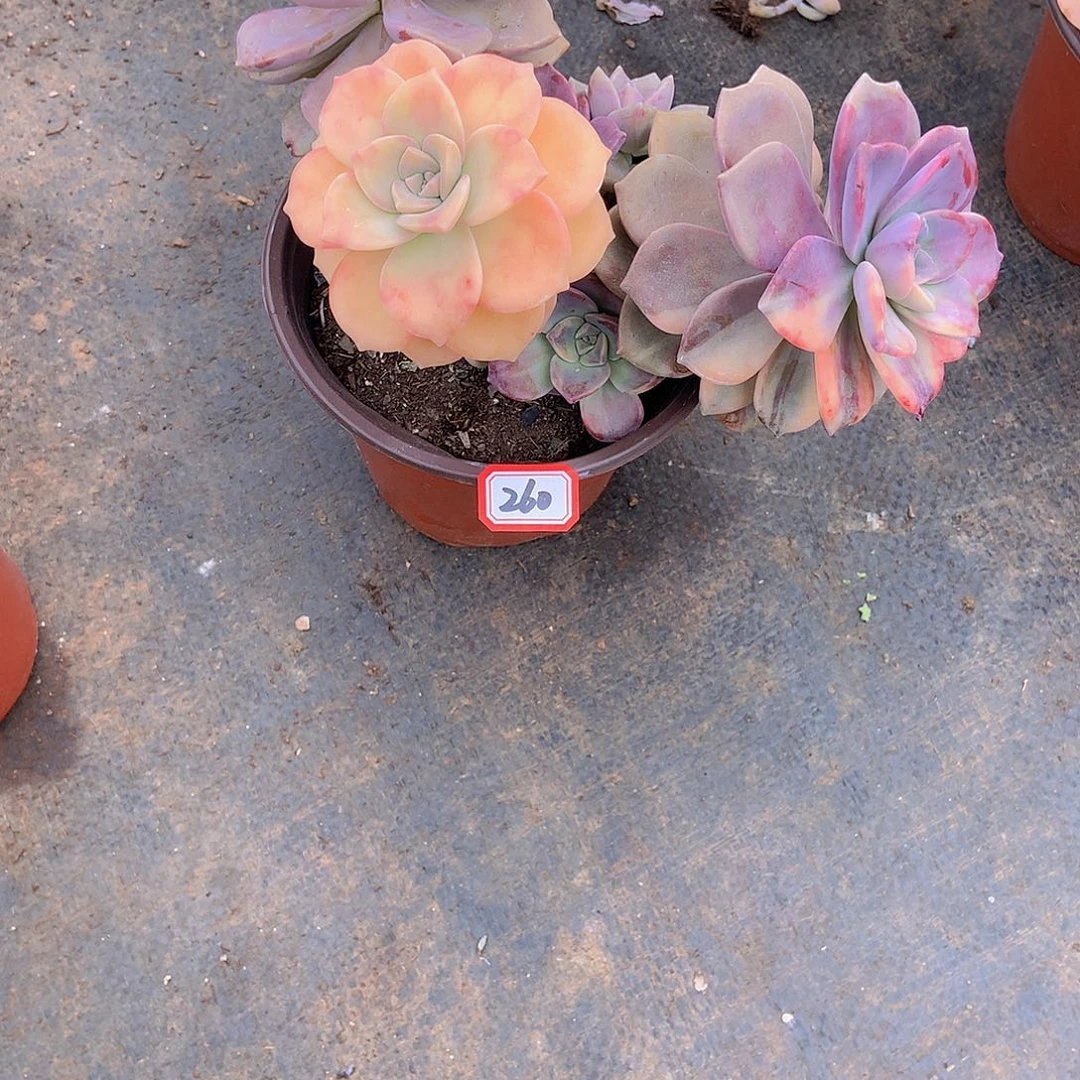 小*子老三多肉一物一拍家里260紫乐锦