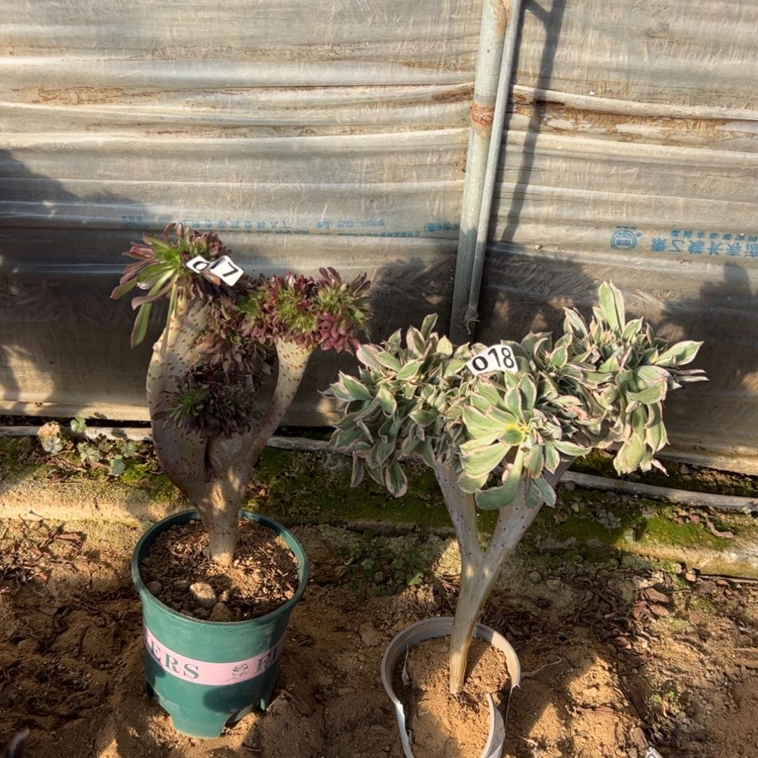 有伤两颗017.018灿烂，黑缀