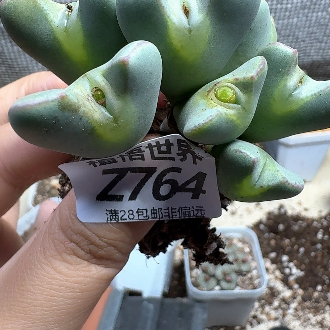 多肉植物的人生fgh