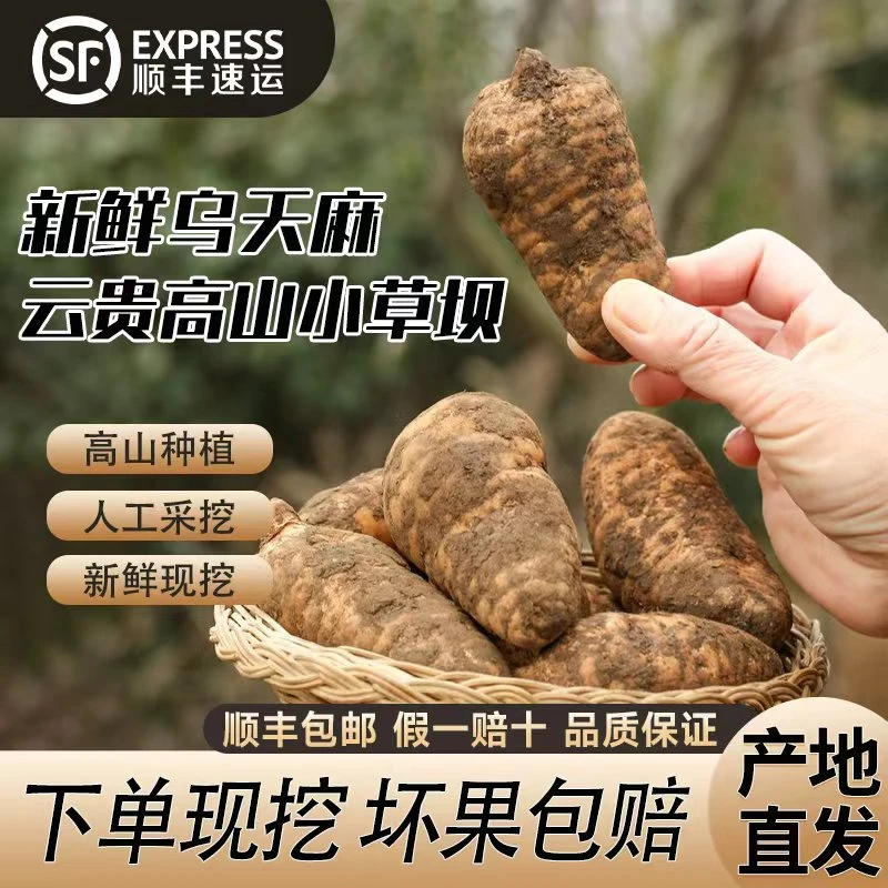 【抖易推专属】正宗高海拔乌天麻小草坝新鲜天麻仿野生三年炖鸡煲汤