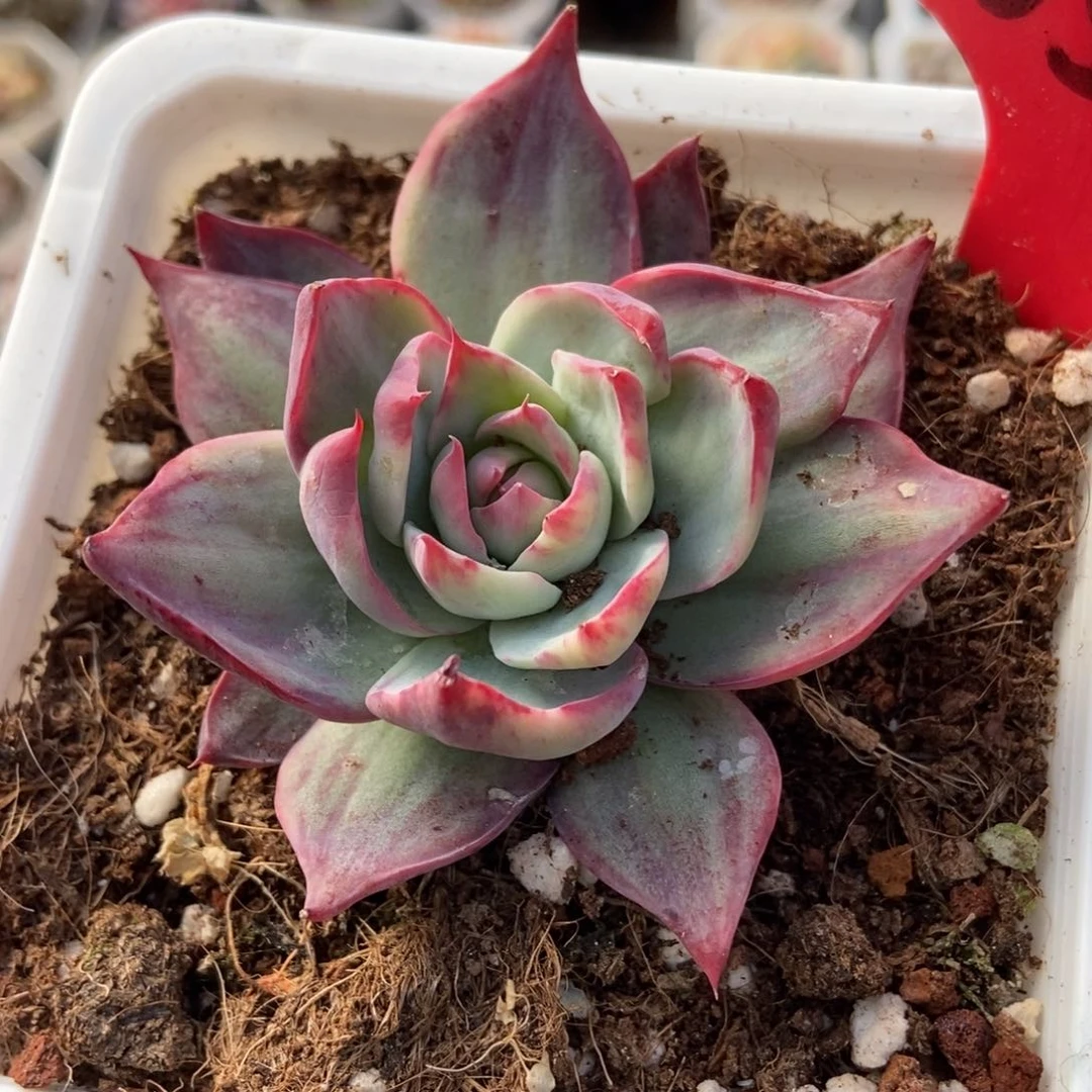 650惊鸿仙子多肉植物