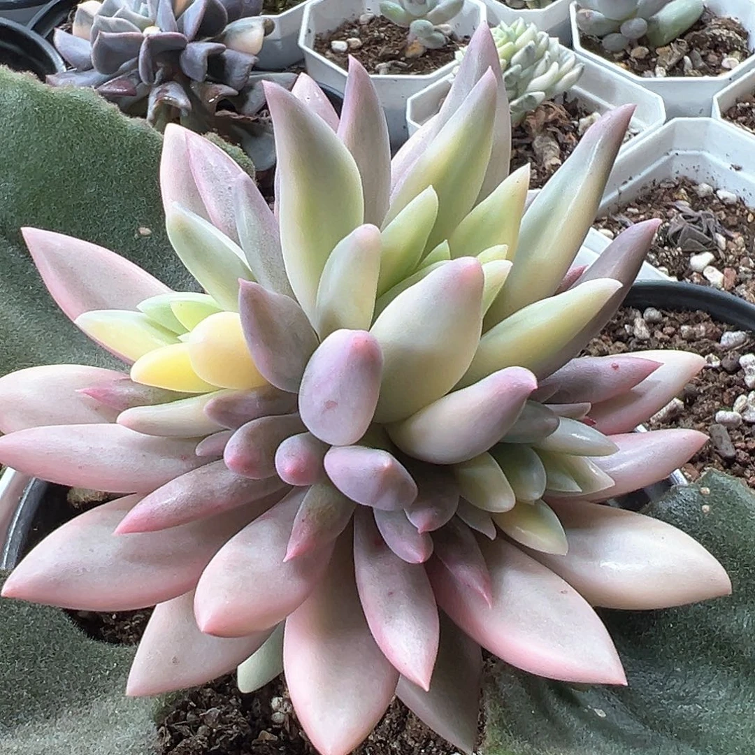 蜜桃波波锦 小方花圃一物一拍