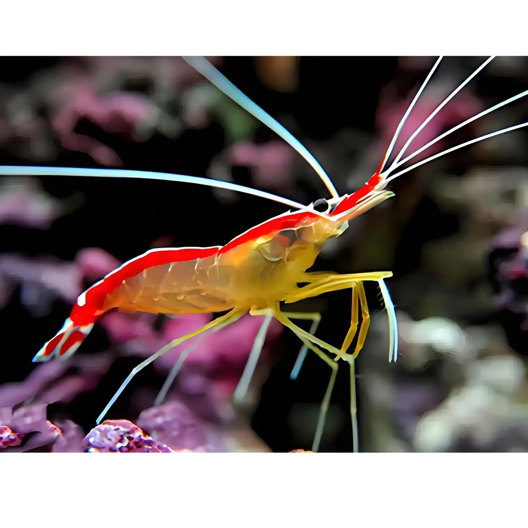 医生虾   海水观赏鱼