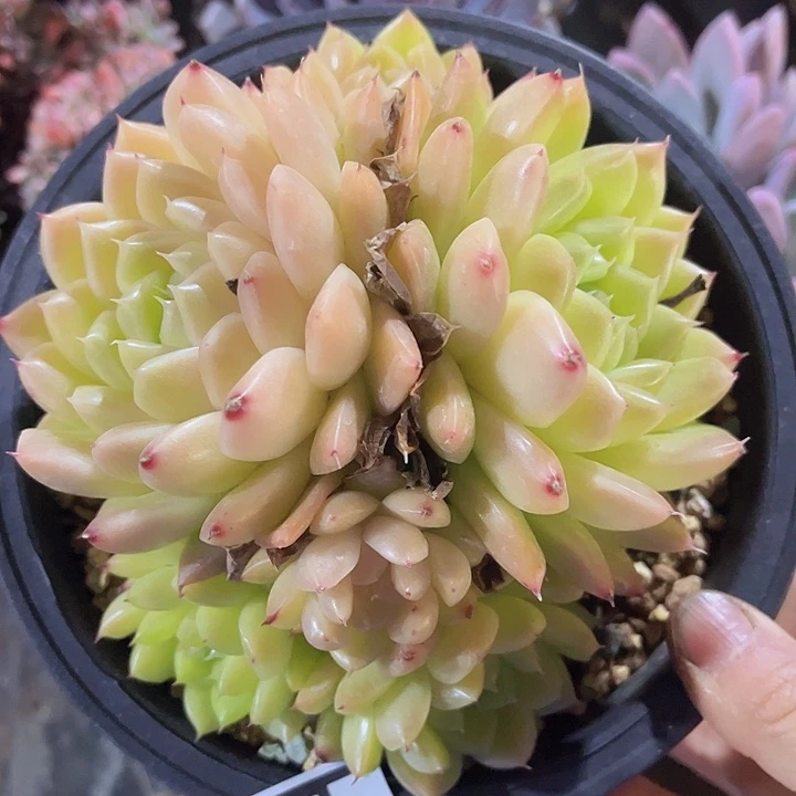 麦秆25260多肉植物