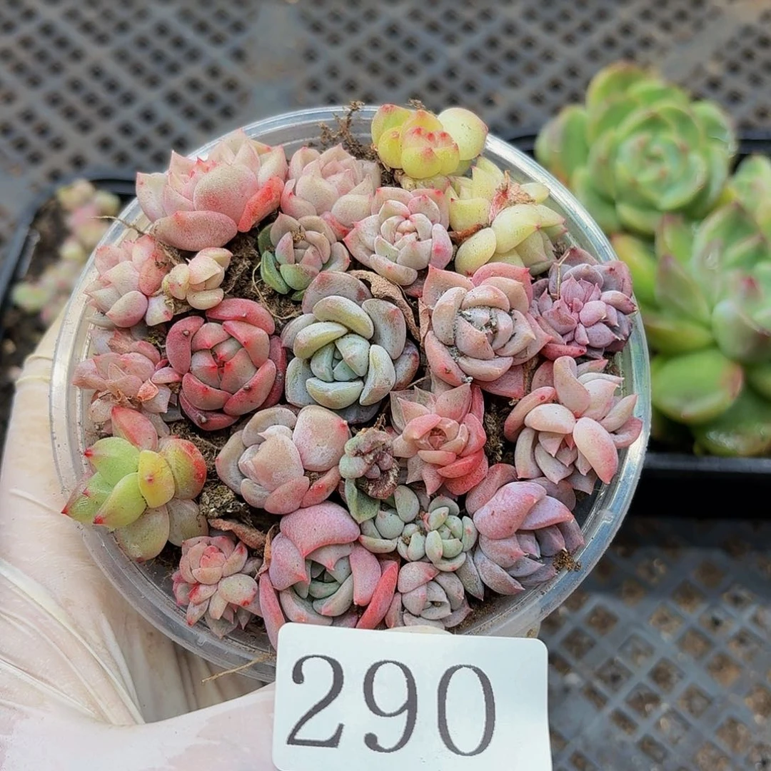 多肉植物多肉植物290