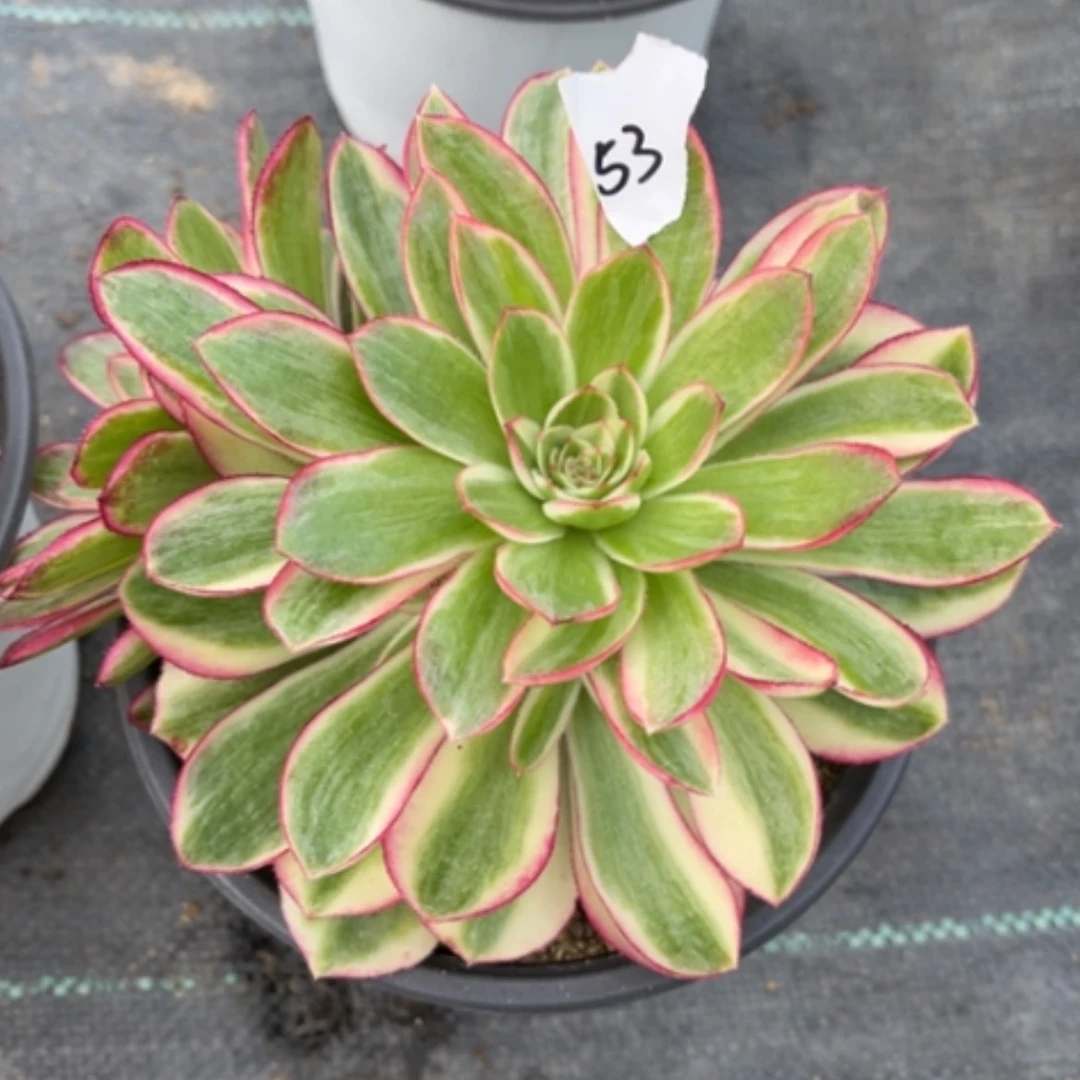 【闪购商品】53倾城多肉法师