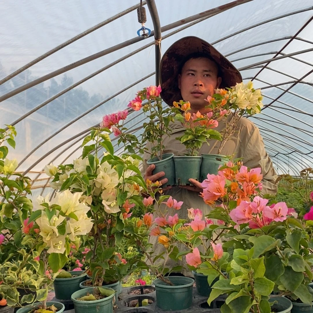 牙签苗 变色龙➕哪吒➕浅彩虹
