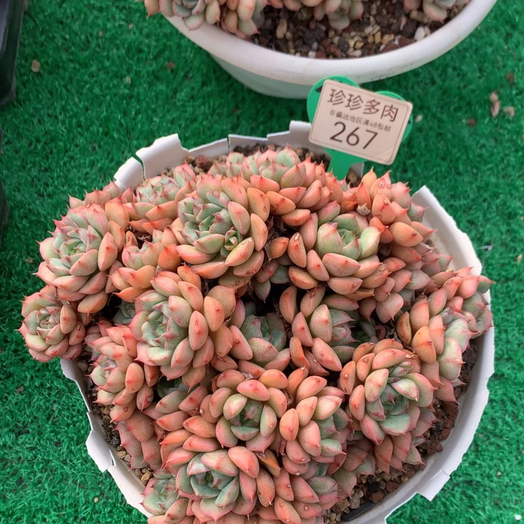 苯巴蒂斯无砍老桩267