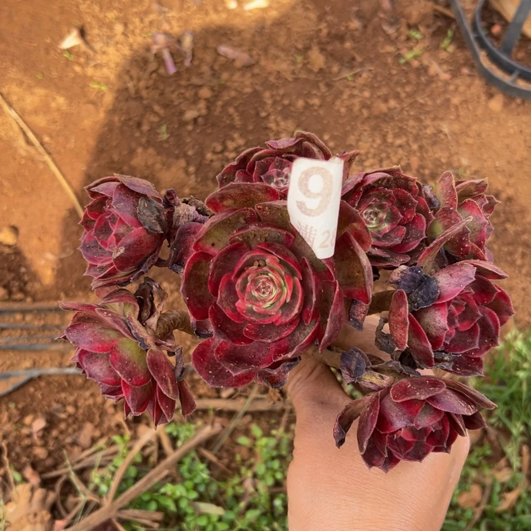 *****多肉植物的918赤子心