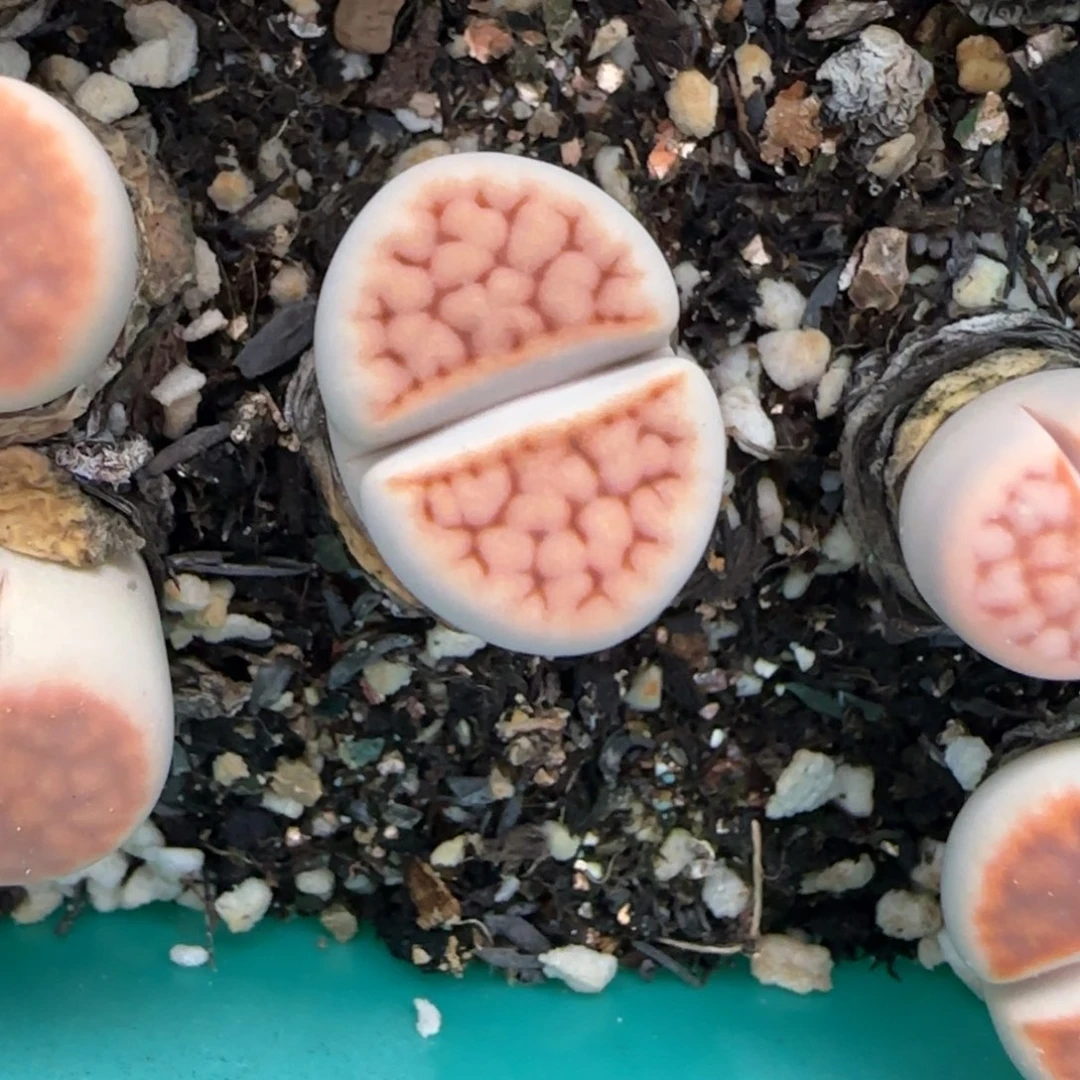 12.30。      花纹玉。    2036