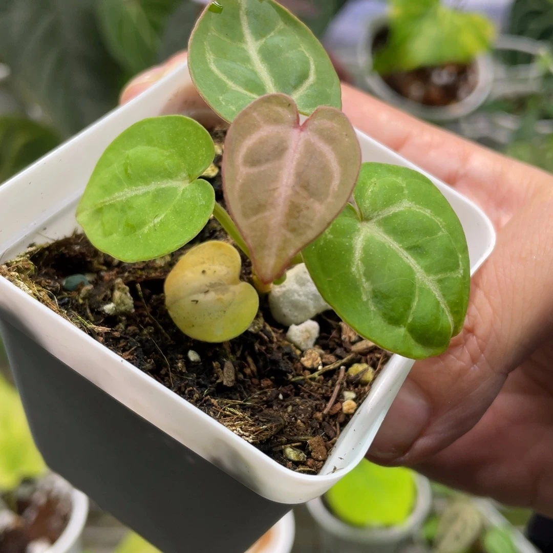 不开花植物粉红红