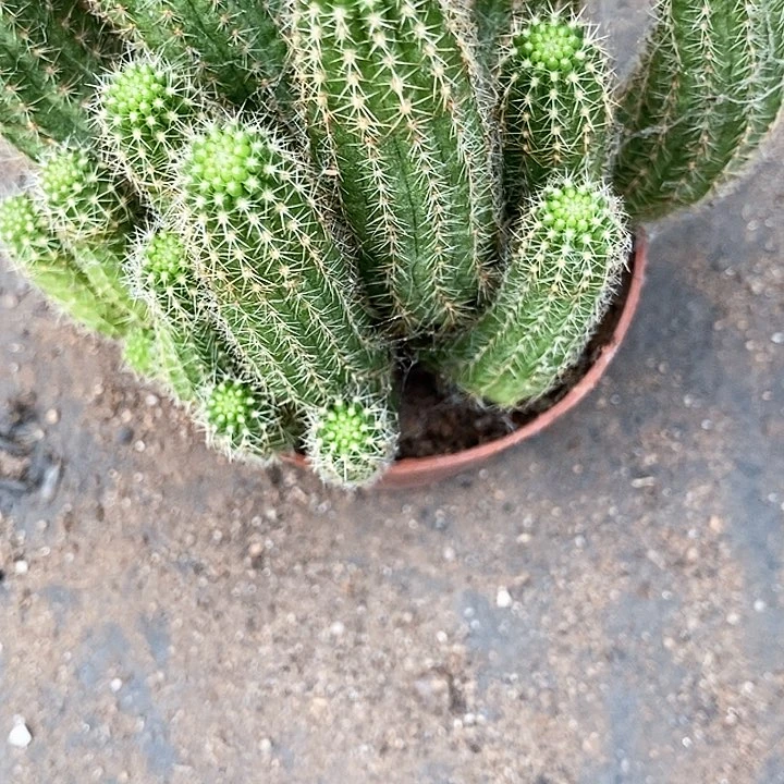 玫瑰白糖白糖35678