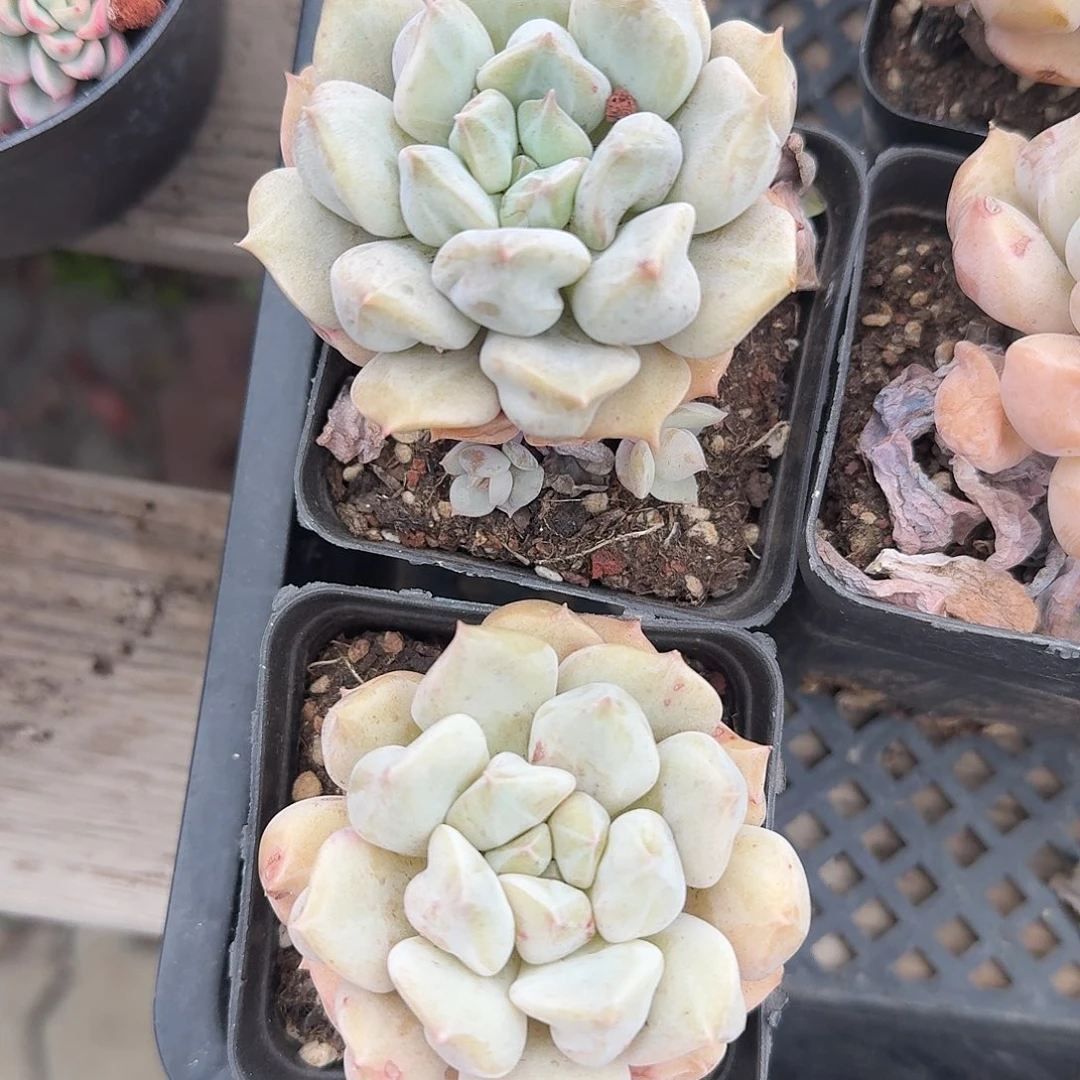 超奶单头多肉植物