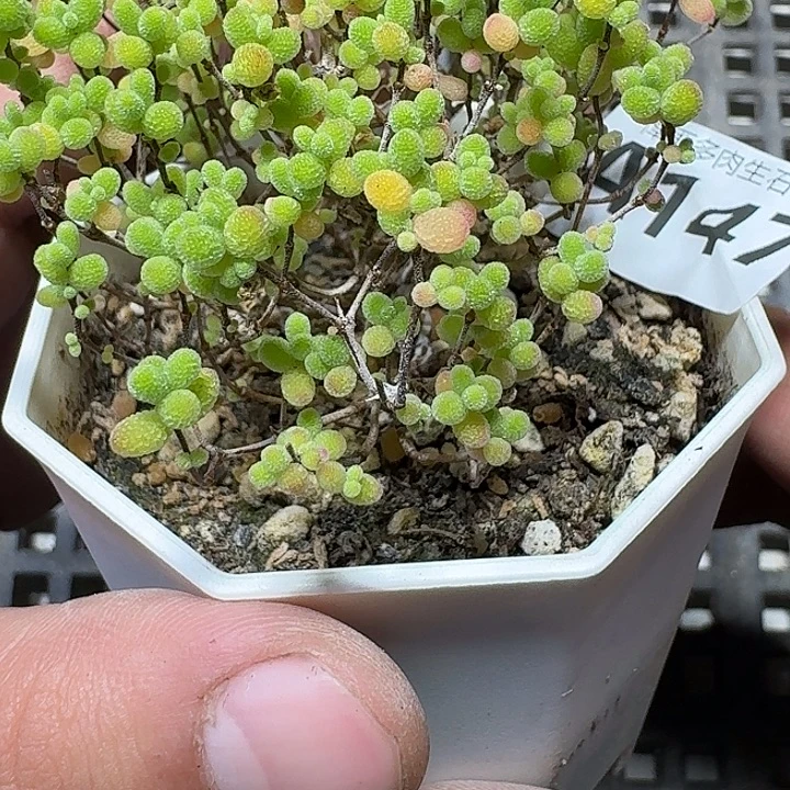 147 多肉植物多肉植物