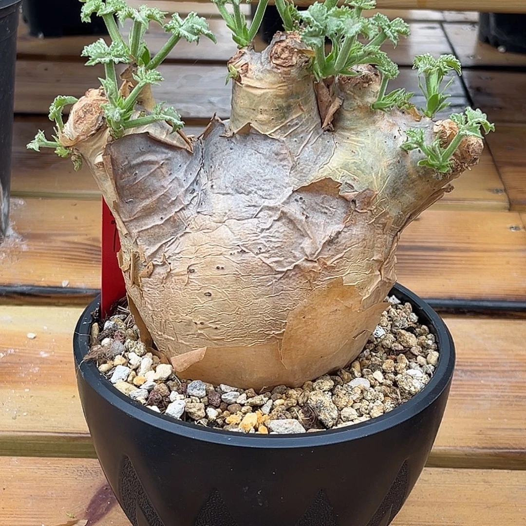 精品安哥拉葡萄翁，熊掌