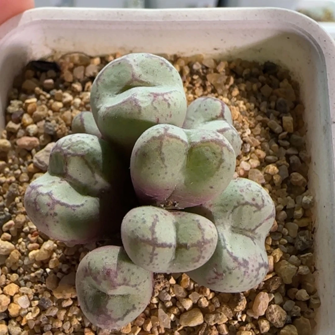 【闪购商品】18566白花大紫猴