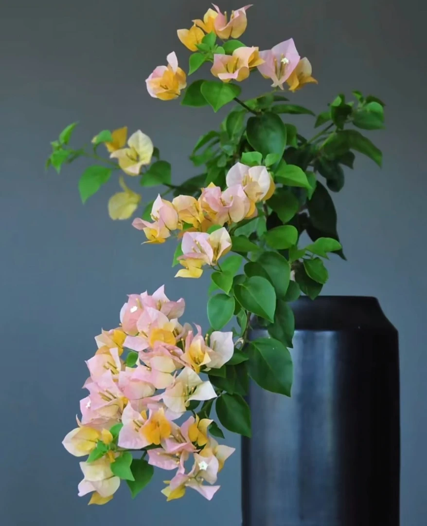 「金色光辉」袋苗三角梅包对版