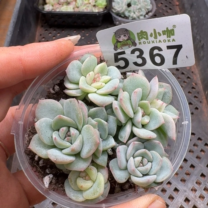 多肉植物多肉植物