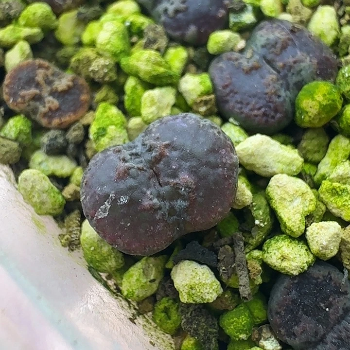 21号单头全窗超蝶一物一拍0.8+