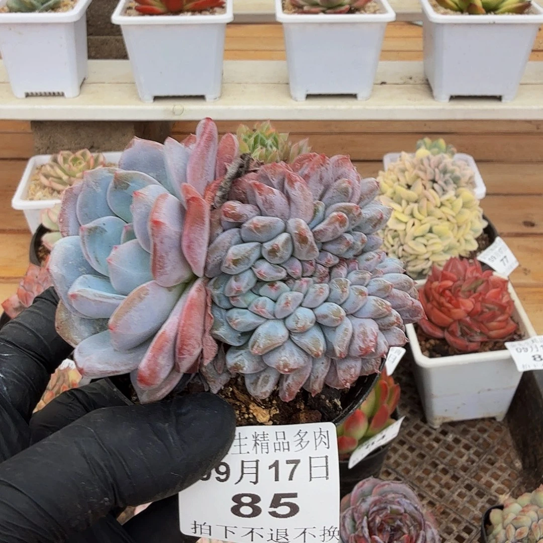 0917-85温斯莱特缀