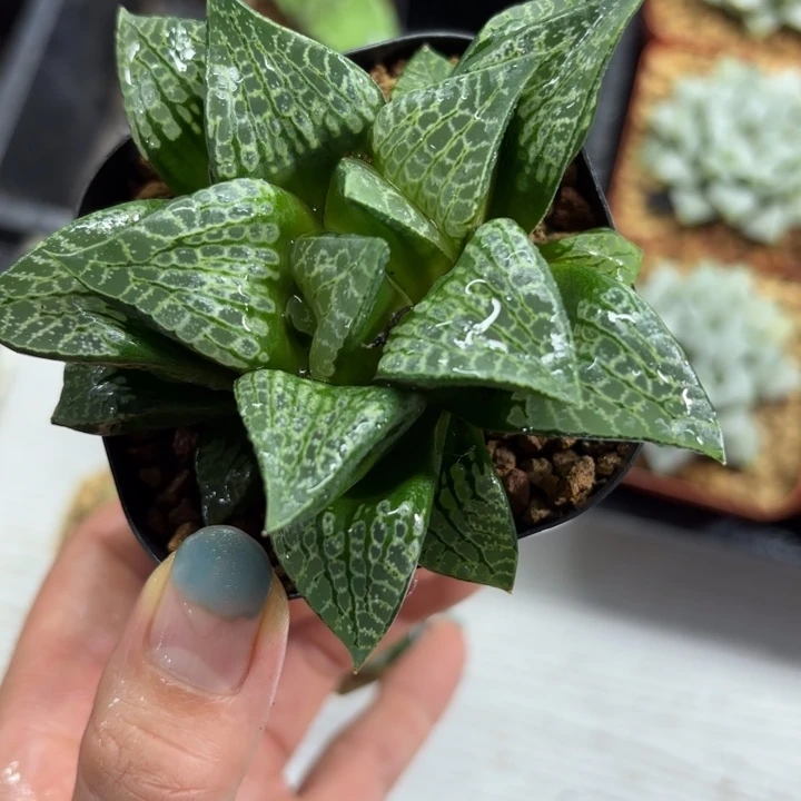 狮子舞寿多肉植物