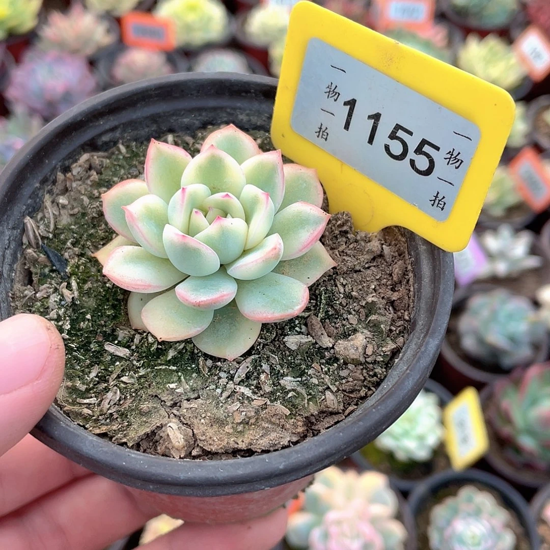 今***时1155号多肉植物组合