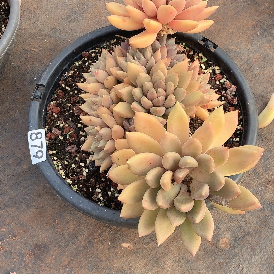 879象牙 一物一拍多肉